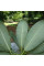Great white rhododendron seeds