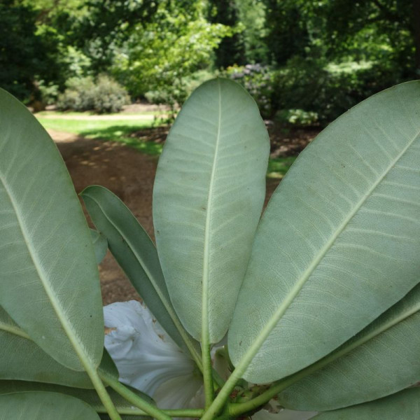 Great white rhododendron seeds