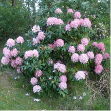 Rhododendron seeds «Clementina»