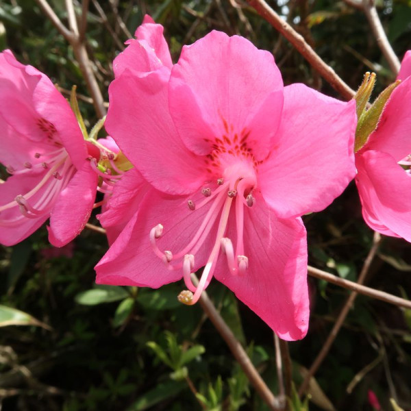 Rhododendron albrechtii seeds
