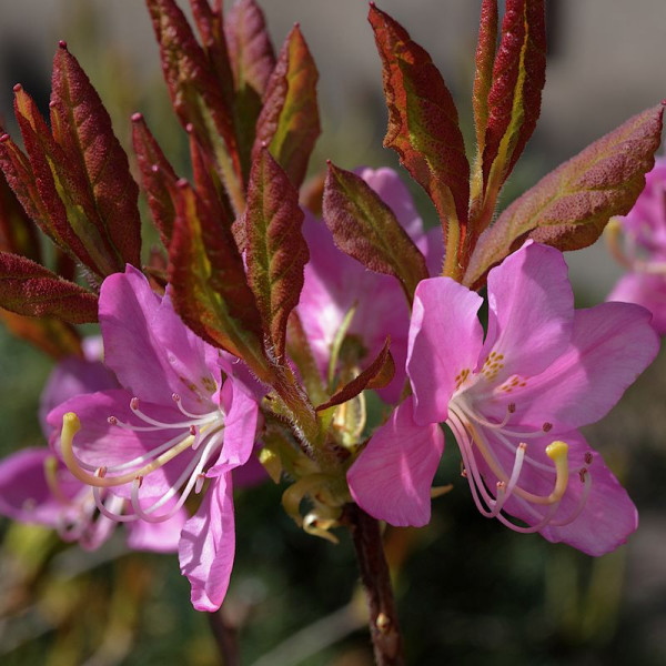 Rhododendron albrechtii seeds