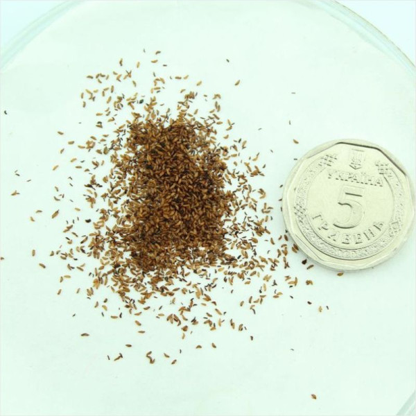 Rhododendron albrechtii seeds