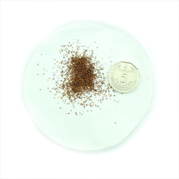 Rhododendron albrechtii seeds