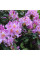 Rhododendron decorum seeds