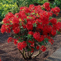 Rhododendron (azalea) seeds «Nabucco»