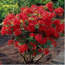 Rhododendron (azalea) seeds «Nabucco»