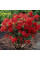 Rhododendron (azalea) seeds «Nabucco»