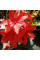 Rhododendron (azalea) seeds «Nabucco»