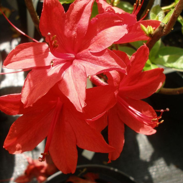 Rhododendron (azalea) seeds «Nabucco»