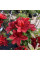 Rhododendron (azalea) seeds «Nabucco»