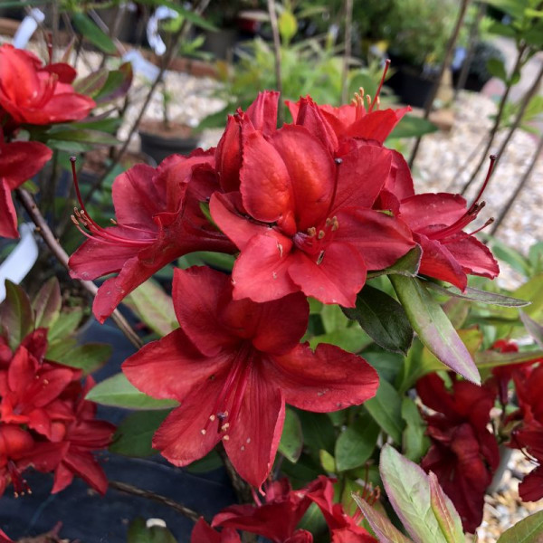 Rhododendron (azalea) seeds «Nabucco»