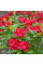 Rhododendron (azalea) seeds «Nabucco»