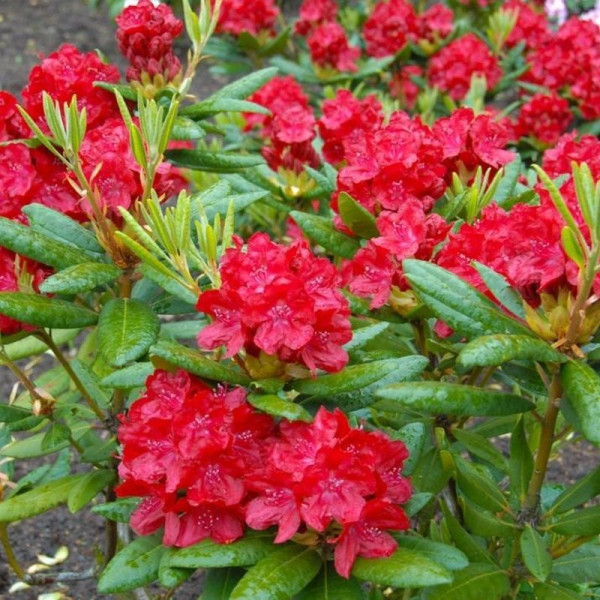 Rhododendron (azalea) seeds «Nabucco»