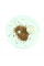 Rhododendron (azalea) seeds «Nabucco»