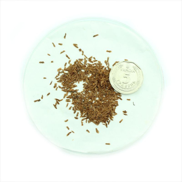 Rhododendron (azalea) seeds «Nabucco»