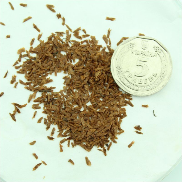 Rhododendron (azalea) seeds «Nabucco»