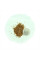 Rhododendron sutchuenense seeds