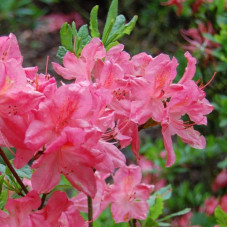 Rhododendron pink seeds «Flore Roseum»