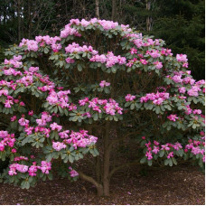 Rhododendron seeds «Farges»