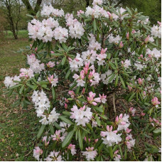 Rhododendron seeds «Hyperythrum»