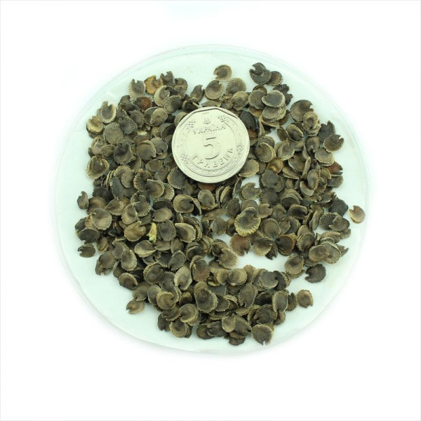 Mallow seeds «Non-Double Mix»