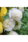 Mallow seeds «Double-flowered white»