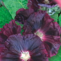 Aster seeds «Night Bird»