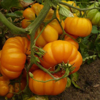 Tomato seeds «Orange Bison»