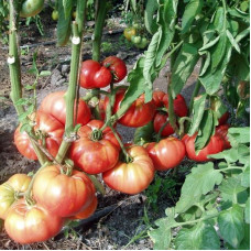 Tomato seeds «Great warrior»