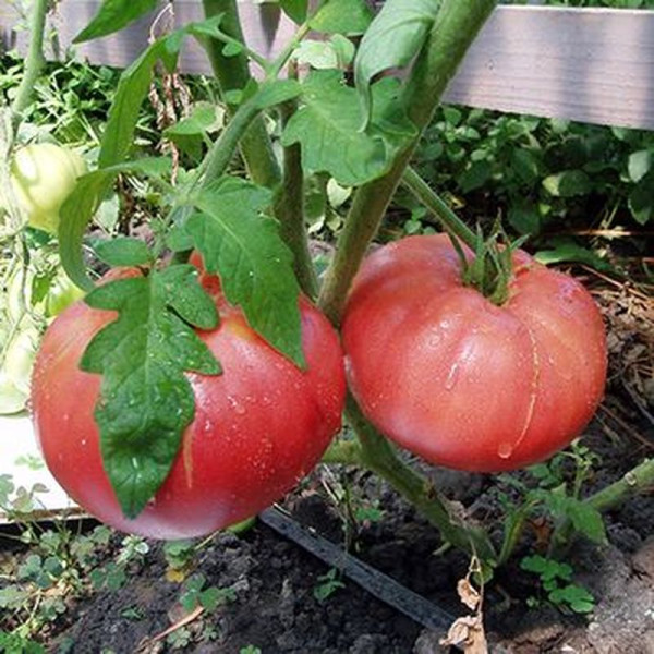 Tomato seeds «Great warrior»