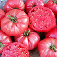 Tomato seeds ««Bucephalus» F1