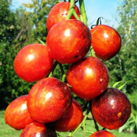 Насіння томату «Багряний дракон»