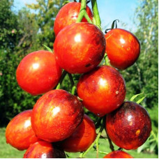 Tomato seeds «Crimson Dragon»