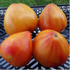 Tomato seeds «Vasha Velychnist + Grandma Viney's Yellow and Pink»