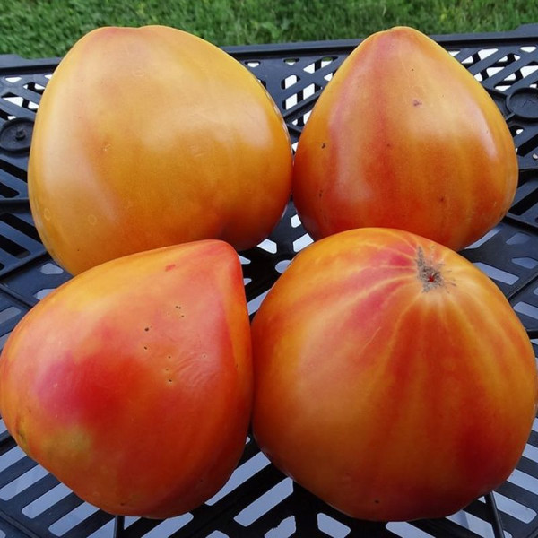 Tomato seeds «Vasha Velychnist + Grandma Viney's Yellow and Pink»