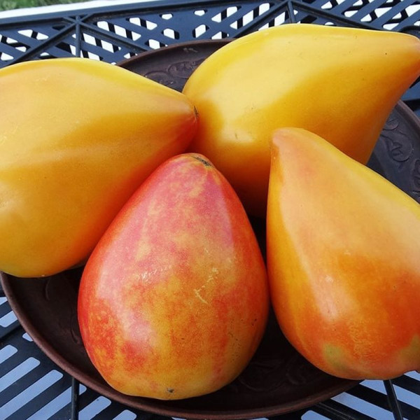 Tomato seeds «Vasha Velychnist + Grandma Viney's Yellow and Pink»
