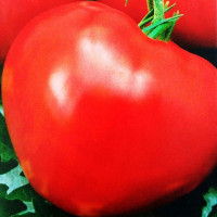 Tomato seeds «Chief of the Indians»