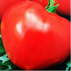 Tomato seeds «Chief of the Indians»