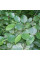 Grey alder seeds