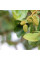 Grey alder seeds
