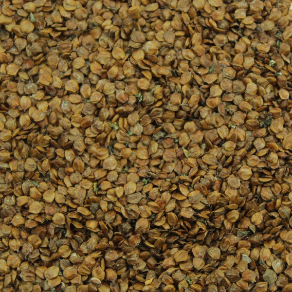 Grey alder seeds