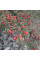Cotoneaster tomentosus seeds