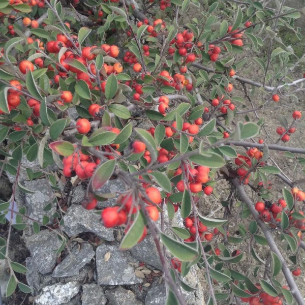 Cotoneaster tomentosus seeds