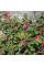 Cotoneaster tomentosus seeds