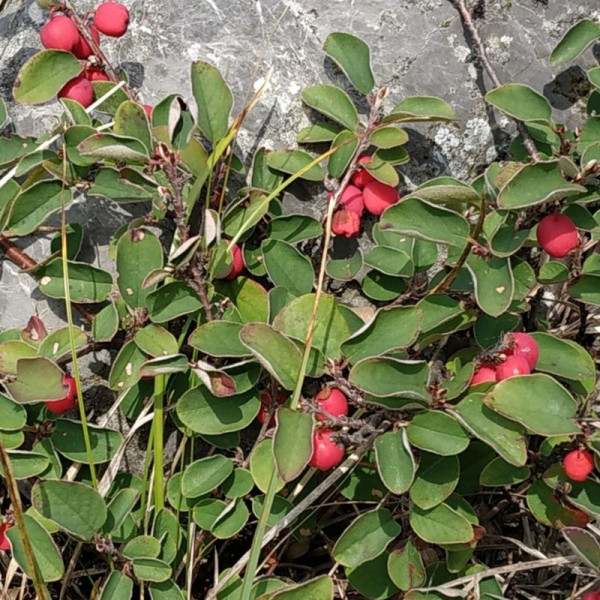 Cotoneaster tomentosus seeds
