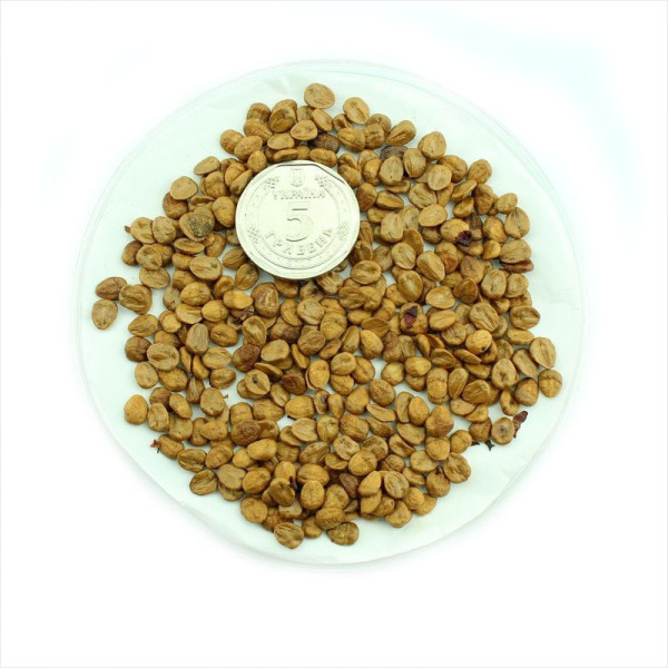 Cotoneaster tomentosus seeds