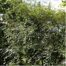 Cotoneaster subacutus seeds