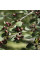 Cotoneaster subacutus seeds