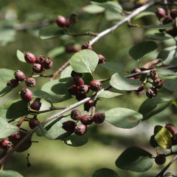 Cotoneaster subacutus seeds