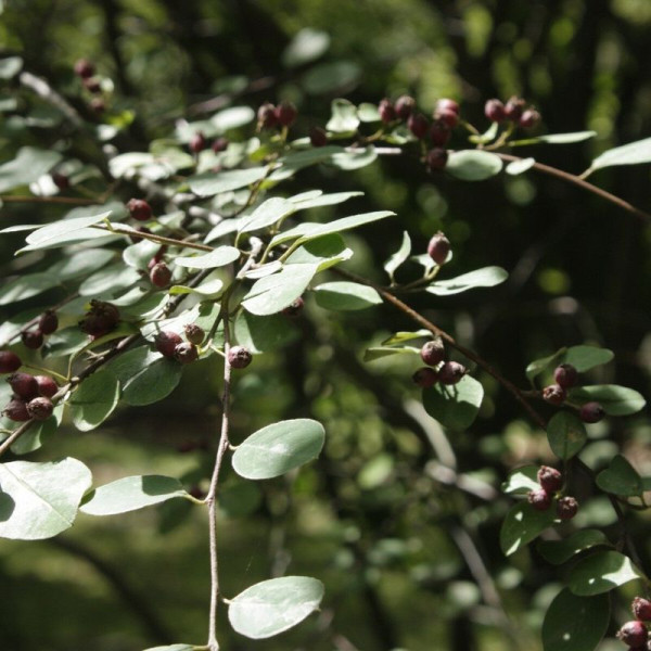 Cotoneaster subacutus seeds